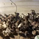 صيصان بلدي للبيع من ريال ونص
