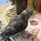فرخ كروان او كوكتيل للبيع