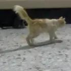 بسه شرازي