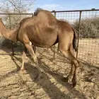 ناقه لقحه طيبه