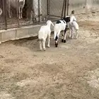 خروف وثنتين رخال دواغير