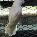 ذكر روز حجم مشالله