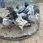 حمام باكستاني