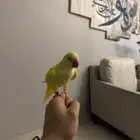 كويكر لاتينو هدد