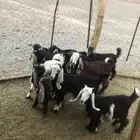 للبيع تيوس و جفار عوارض العدد10