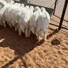 العدد 54 كلش خروف بهم مراح واحد