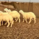 9 طليان للبيع