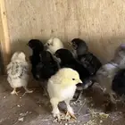 صيصان براهما نوادر ( تم البيع )