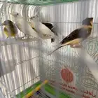 كناري
