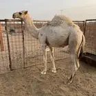 قعود للبيع