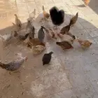 دجاج بلدي بياض