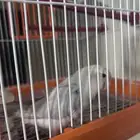 للبيع طير روز