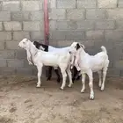تيوس شحم