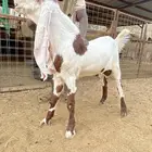 مشروع فحل حجازي كفووو