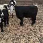 الموقع قريه العلياء