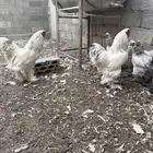 دجاج براهما تب