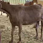عنز للبيع
