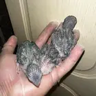 ميني روز با توليت