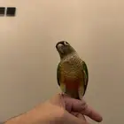 كنيور يلو سايد الييف هدد داخلي
