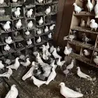 حمام للبيع