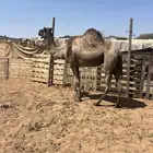 ناقه لقحه
