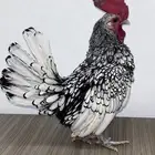 ديك سبرايت منتج