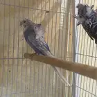 جوز هوقو مبيض