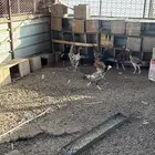 دجاج فارسي امهات