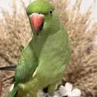 أنثى دره هنديه الليفه متكلمه