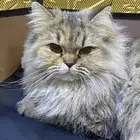 للبيع قطوه