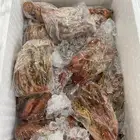 جمبري واخطبوط