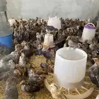 صوص فيومي