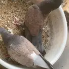 حمام شامي زوجين بغدادي وزوج قرنفل منتج