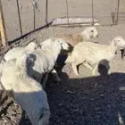 طليان نضيفه ومقفله شحم عمارها 6 شهور