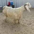 عارضيه بيضا دافع