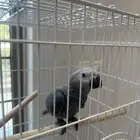 كاسكو عمره 3 شهور ريشه كامل ما شاء الله و صحه ممتازه 3 آلاف