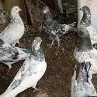 حمام باكستاني