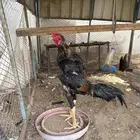 ديك شامو ياباني اسواكا