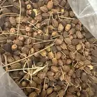 بذور نيم و الزنزلخت