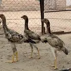 شامو يباني