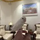 روز البينو (( تم البيع ))