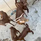 معزا مناتيج