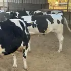 عجول هولندي وبلدي