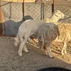 للبيع فحل حري صنف. يقشع. السن .جذع