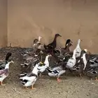 بط خضيري