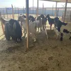 معزي دفيع حصيب العدد 11 بلفحل مشاريك