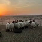 رخال نعيم دبس منوه القناي