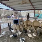 حمام مشكل