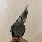 كروان هولندي تم البيع