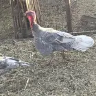 دجاج رومي لبيع على اسوم و دجاج فيومي للبيع على اسوم